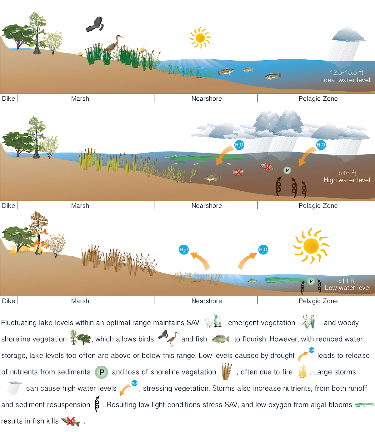Graphic. Fluctuating lake levels within an optimal range maintains SAV, emergent vegetation, and woody shoreline vegetation, which allows birds and fish to flourish. However, with reduced water storage, lake levels too often are above or below this range. Low levels caused by drought lead to release of nutrients from sediments and loss of shoreline vegetation, often do to fire. Large storms can cause high water levels, stressing vegetation. Storms also increase nutrients from both runoff and sediment resuspension. Resulting low light conditions stress SAV, and low oxygen from algai blooms result in fish kills.